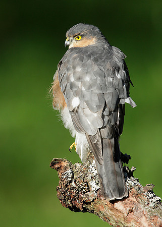 Sparrowhawk Accipiter nisus