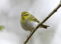 Wood Warbler Phylloscopus sibilatrix