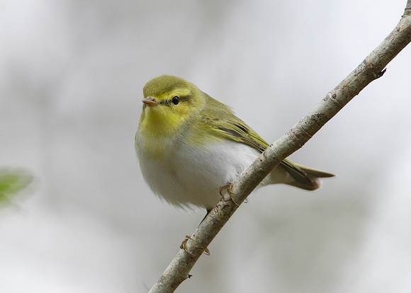Wood Warbler Phylloscopus sibilatrix