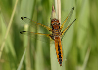 Scarce Chaser Libellula fulva