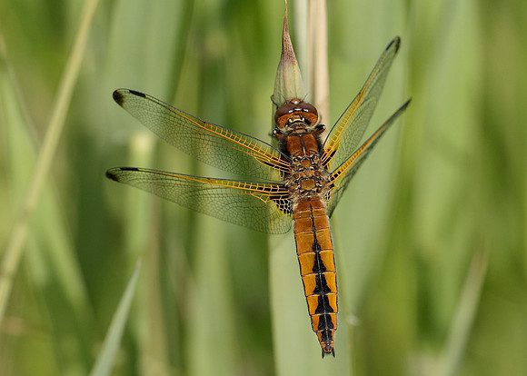Scarce Chaser Libellula fulva