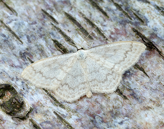 70.027 BF1693 Cream Wave Scopula floslactata