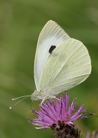 Large White Pieris brassicae