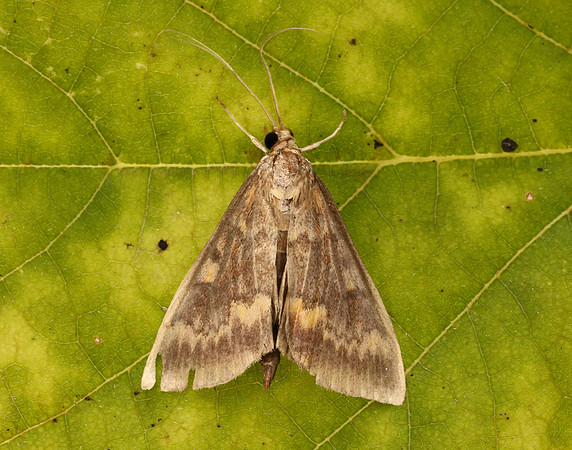 63.028 BF1375 European Corn-borer Ostrinia nubilalis