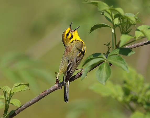 Prairie Warbler Setophaga discolor