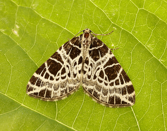 70.088 BF1772 Netted Carpet Eustroma reticulata