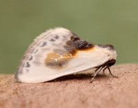 65.007 BF1651 Chinese Character Cilix glaucata