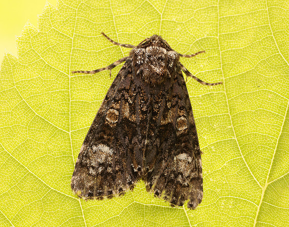 73.047 BF2291 Coronet Craniophora ligustri