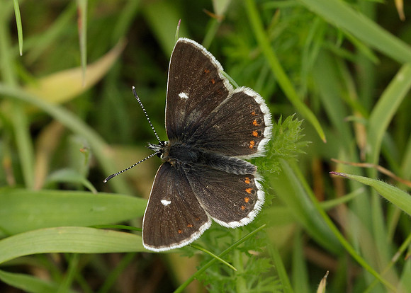 Northern Brown Argus Aricia artaxerxes artaxerxes