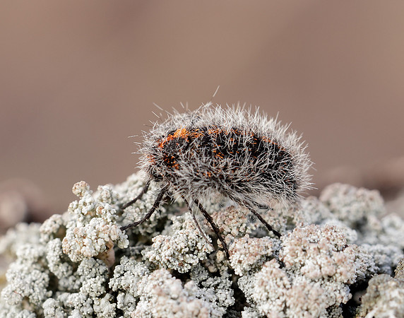 70.249 BF1929 Rannoch Brindled Beauty Lycia lapponaria