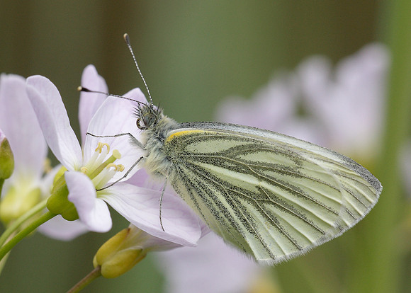 Green-veined White Pieris napi