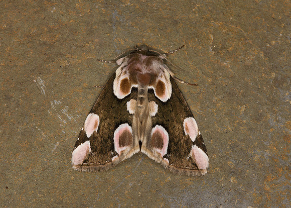 65.008 BF1652 Peach Blossom Thyatira batis