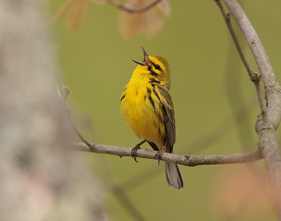 Prairie Warbler Setophaga discolor