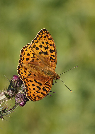 High Brown Fritillary Argynnis adippe