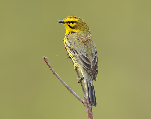 Prairie Warbler Setophaga discolor