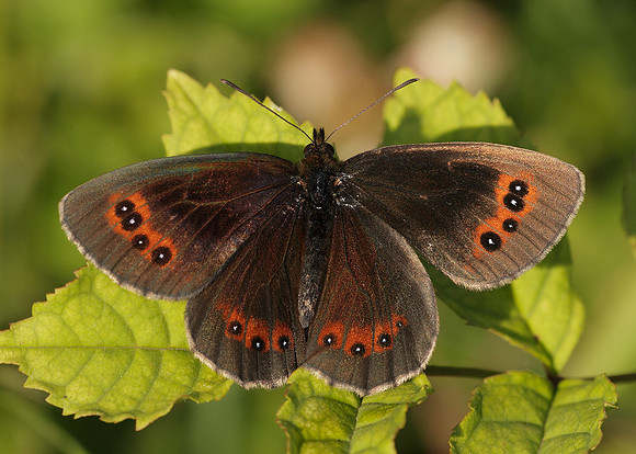 Scotch Argus Erebia aethiops