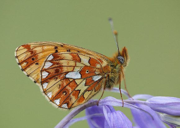 Pearl-Bordered Fritillary Boloria euphrosyne