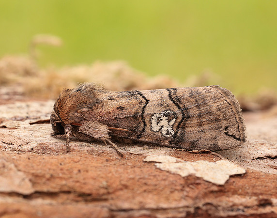 65.010 BF1654 Figure of Eighty Tethea ocularis