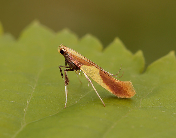 15.008 BF286 Caloptilia alchimiella