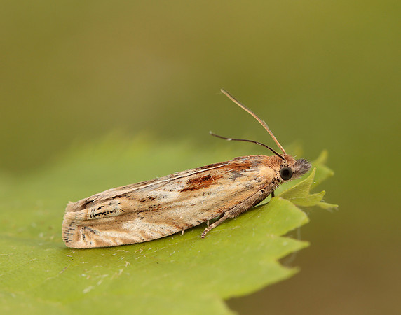 49.265 BF1201 Eucosma cana