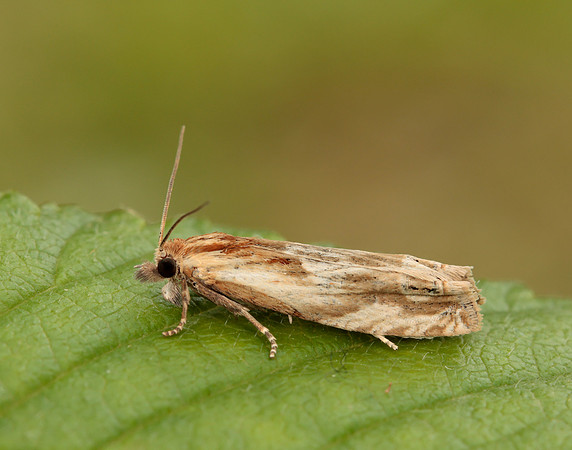 49.265 BF1201 Eucosma cana