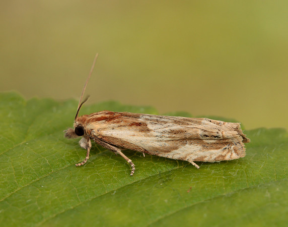 49.265 BF1201 Eucosma cana