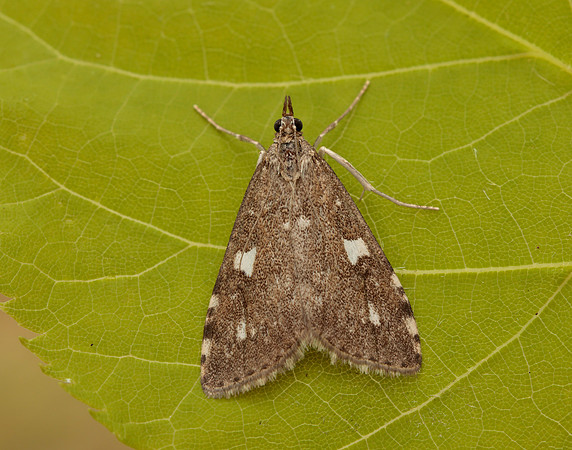 63.037 BF1392 Udea olivalis