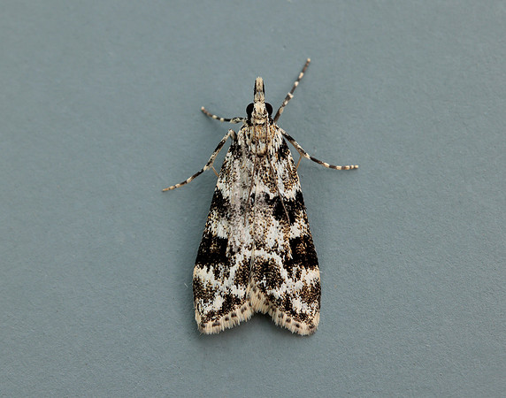 63.072 BF1343 Eudonia delunella