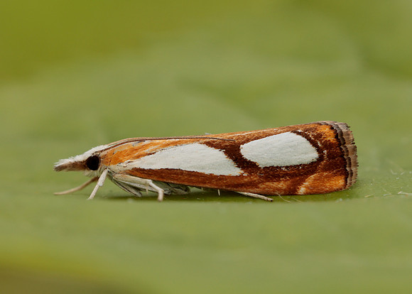 63.099 BF1313 Catoptria pinella