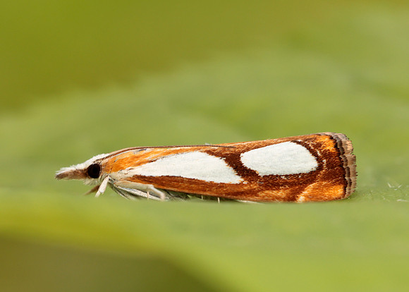 63.099 BF1313 Catoptria pinella
