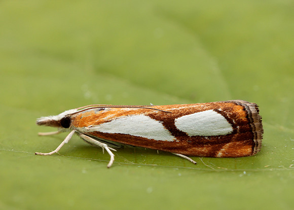 63.099 BF1313 Catoptria pinella