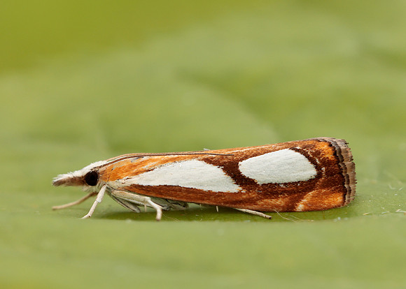 63.099 BF1313 Catoptria pinella