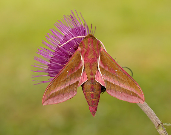 69.016 BF1991 Elephant Hawk-moth Deilephila elpenor