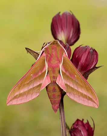 69.016 BF1991 Elephant Hawk-moth Deilephila elpenor