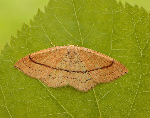 70.037 BF1681 Clay Triple-lines Cyclophora linearia