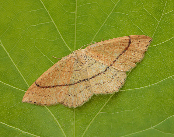 70.037 BF1681 Clay Triple-lines Cyclophora linearia
