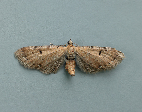 70.179 BF1830 Wormwood Pug Eupithecia absinthiata