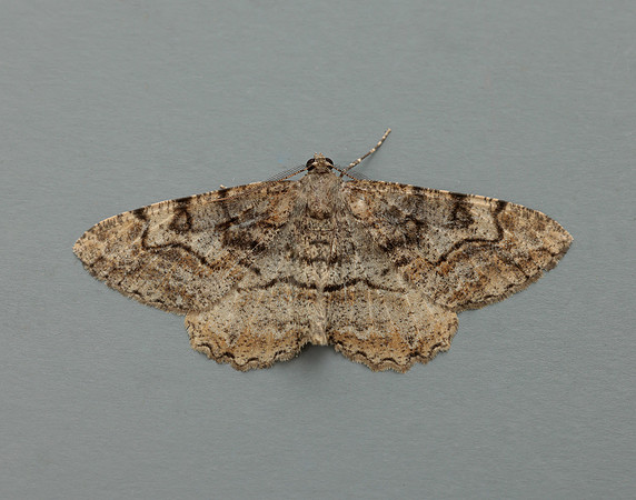 70.265 BF1941 Mottled Beauty Alcis repandata