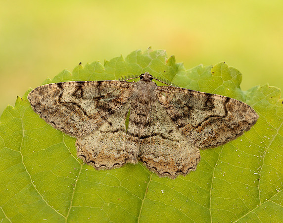 70.265 BF1941 Mottled Beauty Alcis repandata