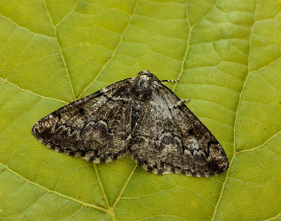 70.288 BF1945 Brussels Lace Cleorodes lichenaria