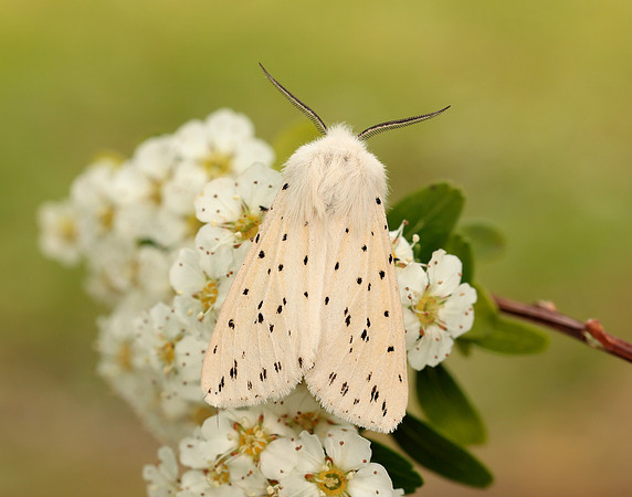 72.020 BF2060 White Ermine Spilosoma lubricipeda