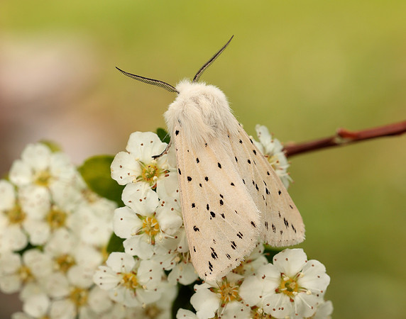 72.020 BF2060 White Ermine Spilosoma lubricipeda