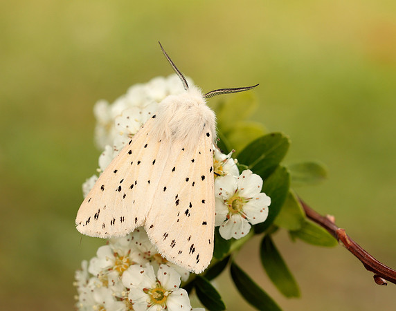 72.020 BF2060 White Ermine Spilosoma lubricipeda