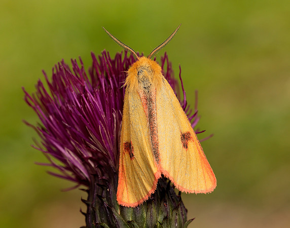 72.023 BF2059 Clouded Buff Diacrisia sannio