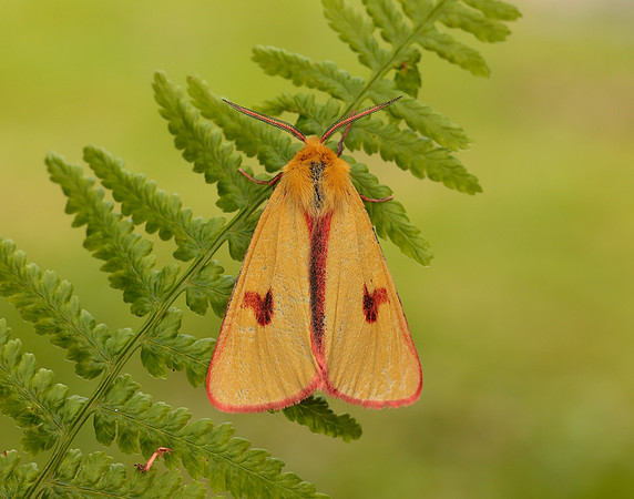 72.023 BF2059 Clouded Buff Diacrisia sannio