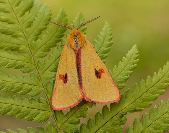 72.023 BF2059 Clouded Buff Diacrisia sannio