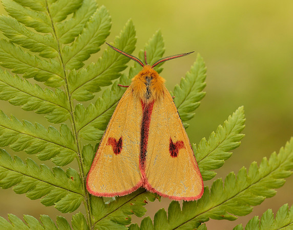 72.023 BF2059 Clouded Buff Diacrisia sannio