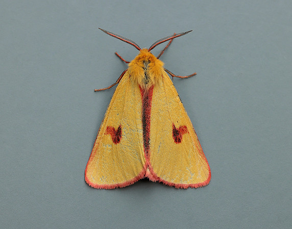 72.023 BF2059 Clouded Buff Diacrisia sannio