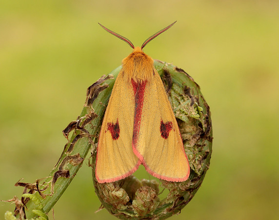 72.023 BF2059 Clouded Buff Diacrisia sannio