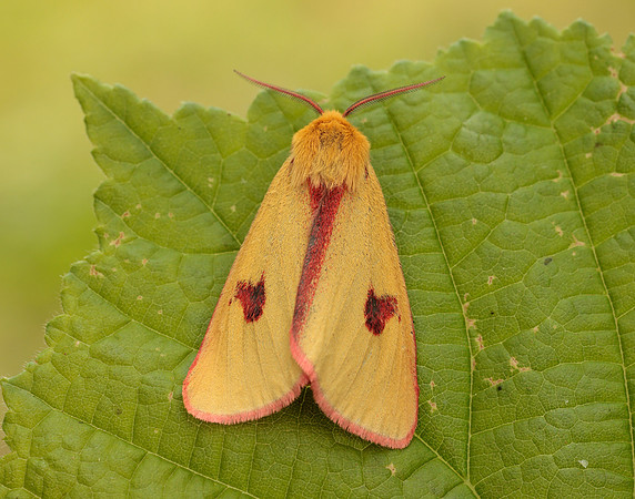 72.023 BF2059 Clouded Buff Diacrisia sannio